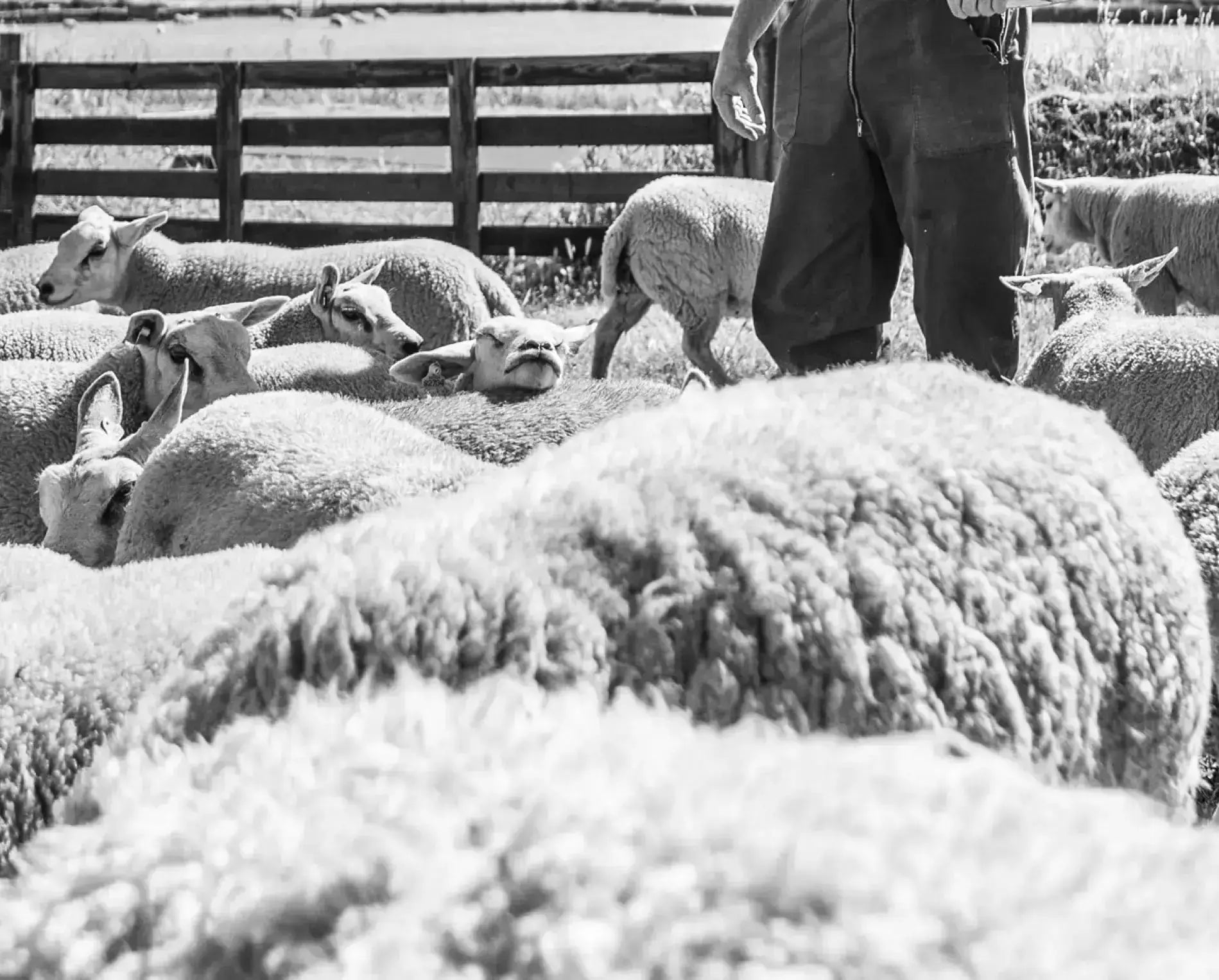 Our Mission WarmWool Sheep