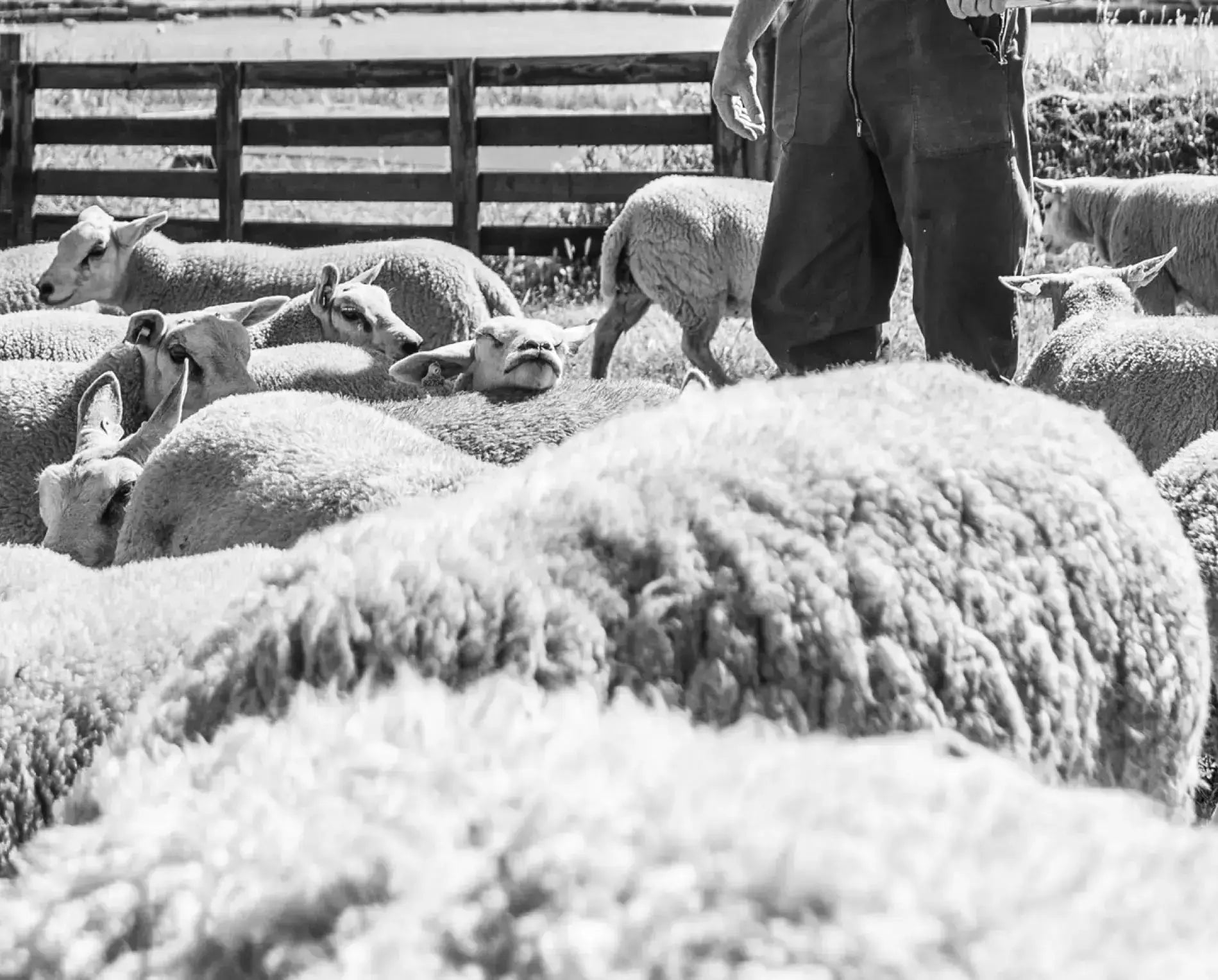 Our Mission WarmWool Sheep